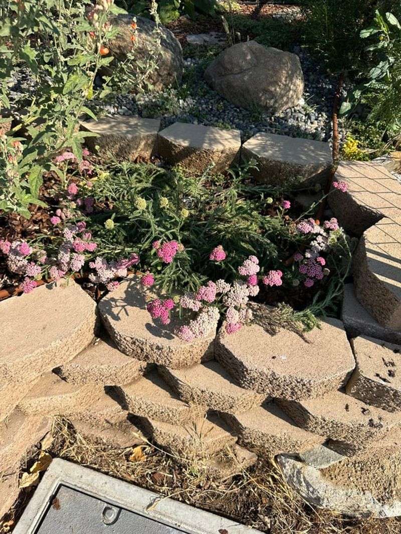 Use Low Open Planting Near Paths