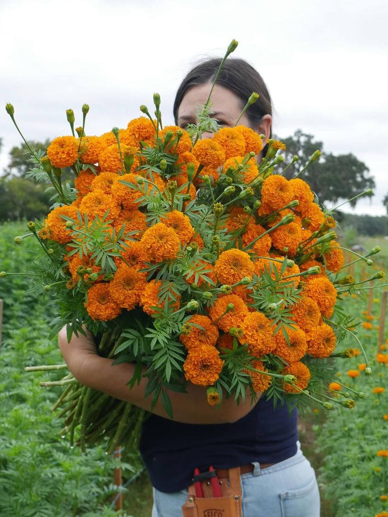 Use Marigolds For Bright Stems That Bounce Back Fast Use Marigolds For Bright Stems That Bounce Back Fast