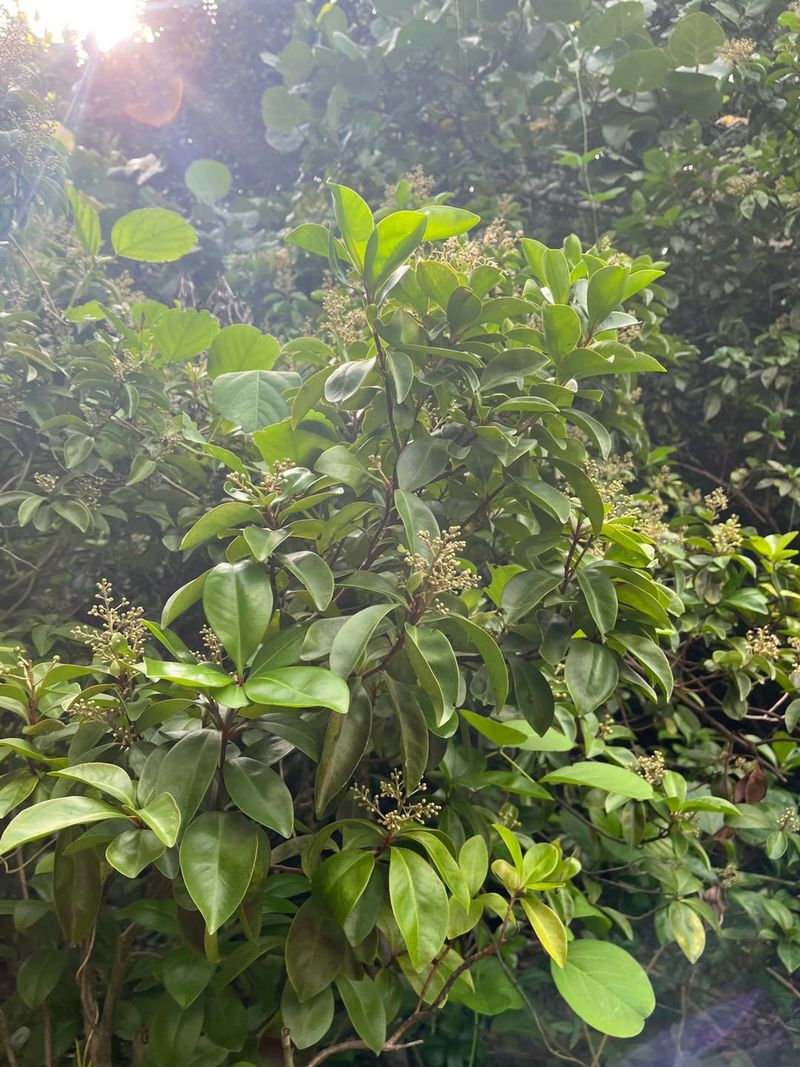 Use Marlberry For Shady Screening In Warm Regions Use Marlberry For Shady Screening In Warm Regions