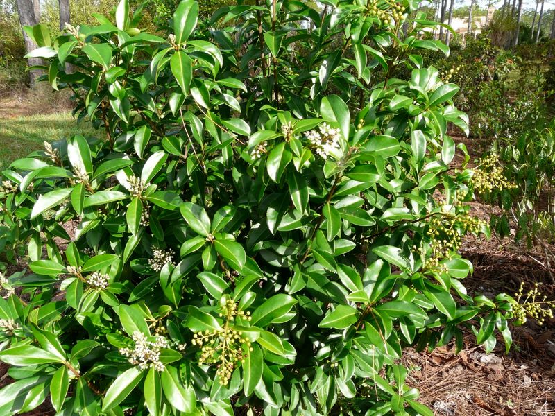 Use Marlberry For Shady Screening In Warm Regions
