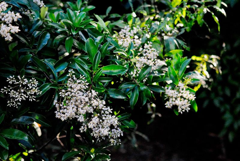 Use Marlberry Where Shade Makes Ligustrum Seedlings Feel At Home