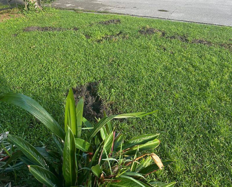 Use Motion Lights Where Armadillos Keep Returning