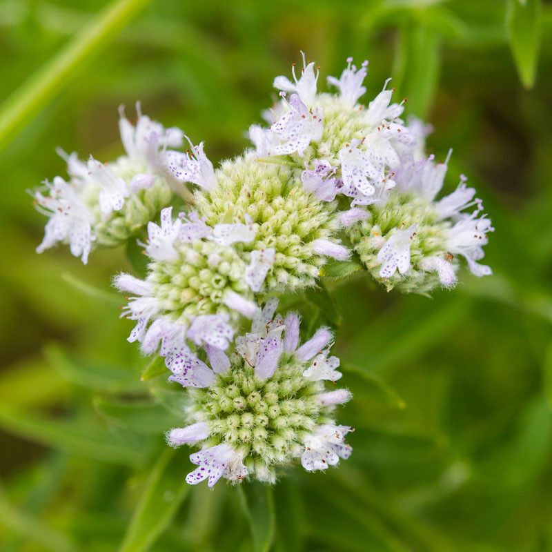 Use Mountain Mint To Keep Pollinators Busy