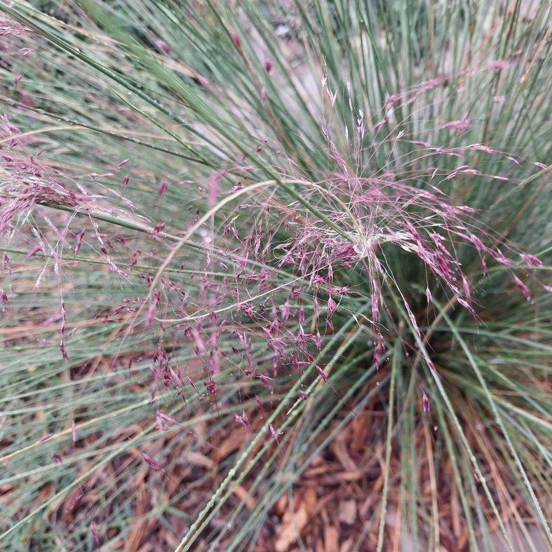 Use Muhly Grass In Sunny Patches