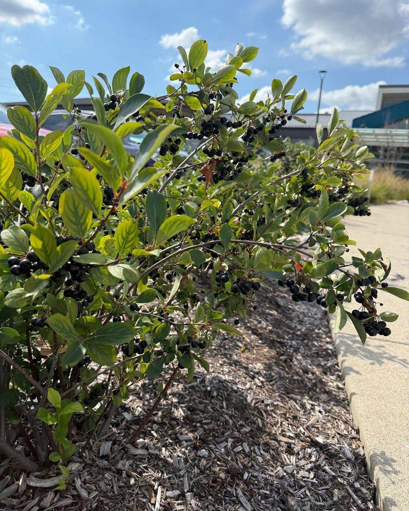 Use Mulch And Spacing To Make Tick Checks Easier