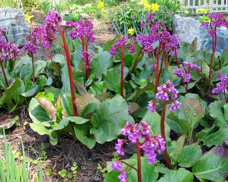 Use Mulch To Help Hold Summer Moisture Use Mulch To Help Hold Summer Moisture