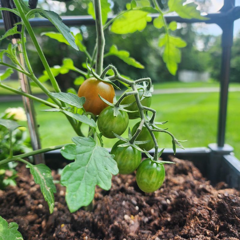 Use Mulch To Hold Moisture In The Soil