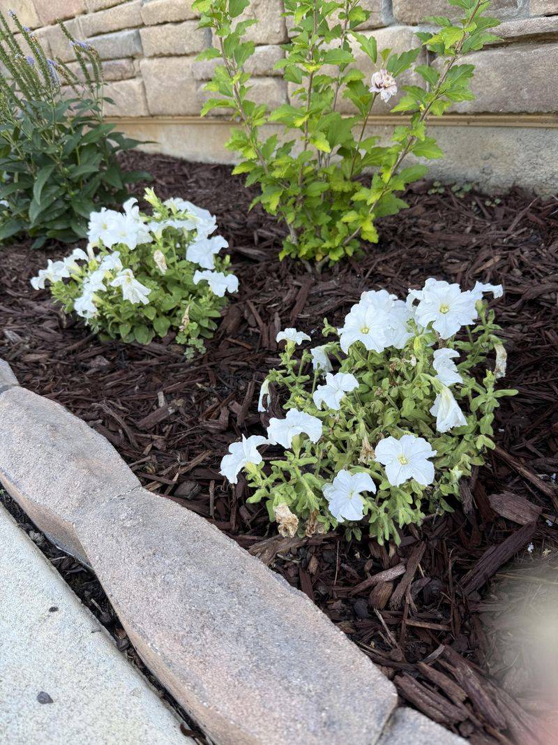 Use Mulch To Lock In Moisture Between Waterings Use Mulch To Lock In Moisture Between Waterings