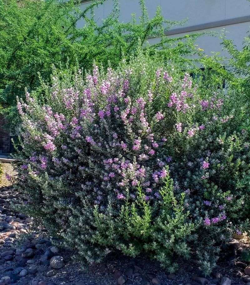 Use Native And Adapted Plants Around The Retreat Area Use Native And Adapted Plants Around The Retreat Area