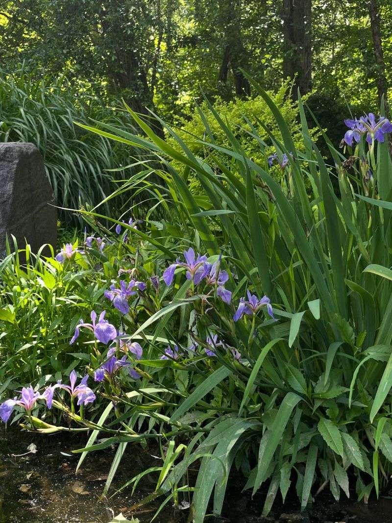 Use Native Blue Flag Iris In Damp Part Shade