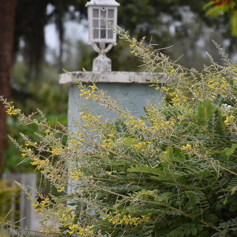 Use Necklace Pod Where Sunny Coastal Hedges Need Color