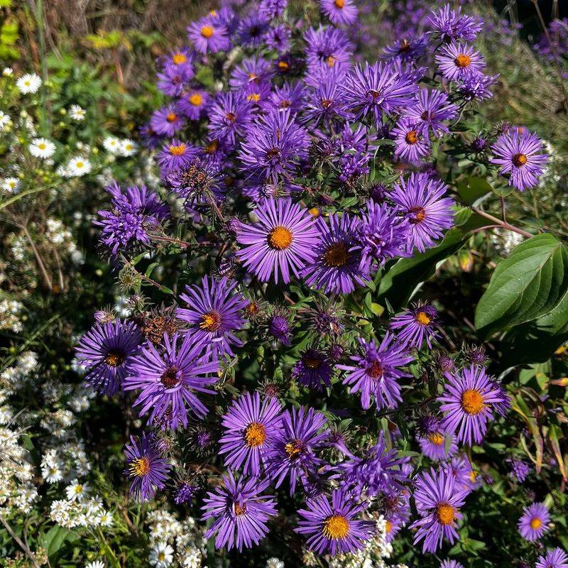 Use New England Aster For Late-Season Color Coreopsis Cannot Match Use New England Aster For Late-Season Color Coreopsis Cannot Match