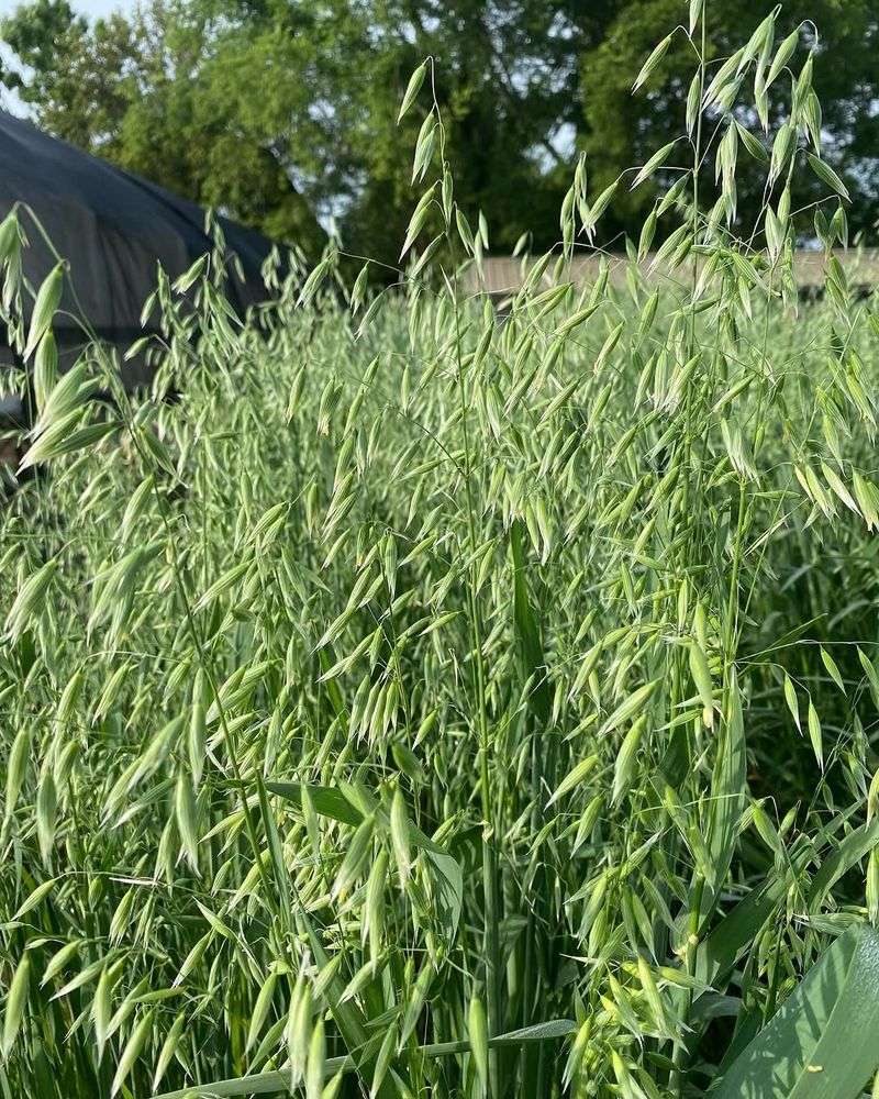 Use Oats For An Easy Beginner Cover Crop Use Oats For An Easy Beginner Cover Crop