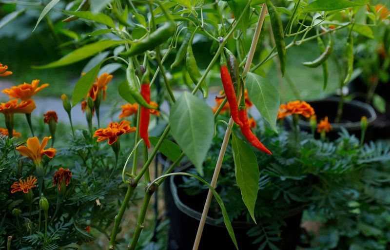 Use Ornamental Peppers And Marigolds For Hot-Sun Texture Use Ornamental Peppers And Marigolds For Hot-Sun Texture