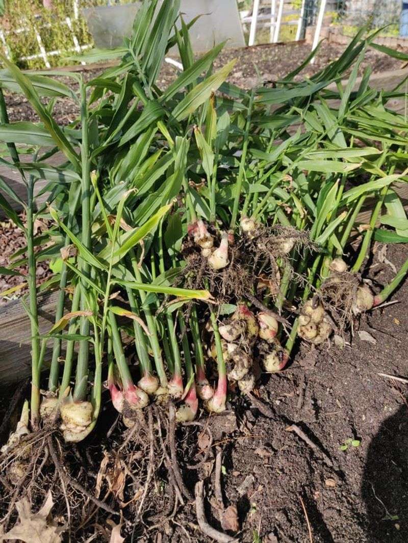 Use Partial Shade To Protect Tender Ginger Leaves