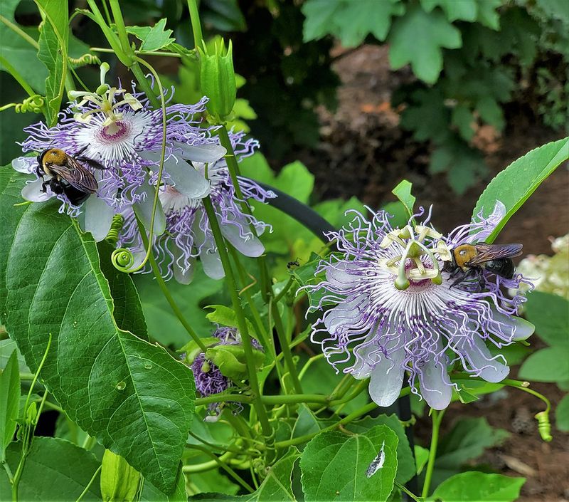 Use Passionflower For A Native Vine With Edible Fruit