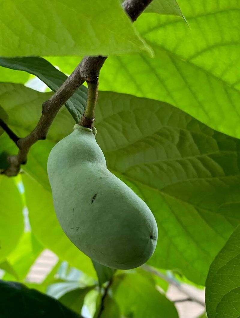 Use Pawpaw In Northern Regions With Woodland Shade Use Pawpaw In Northern Regions With Woodland Shade