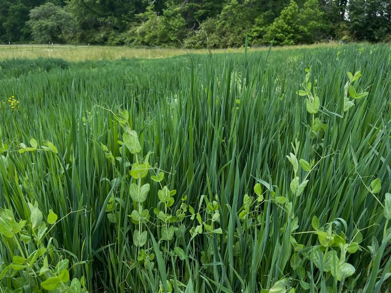 Use Peas And Oats For A Simple Soil-Building Mix Use Peas And Oats For A Simple Soil-Building Mix