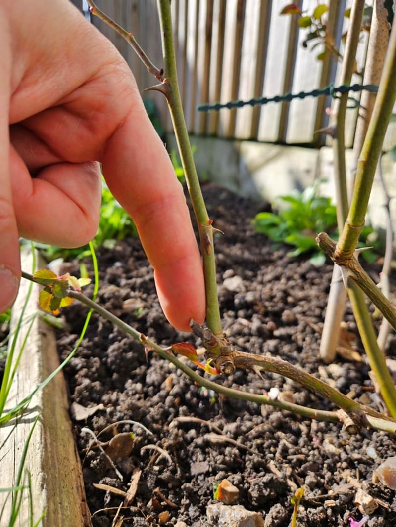 Use Peels After The First Bloom Flush