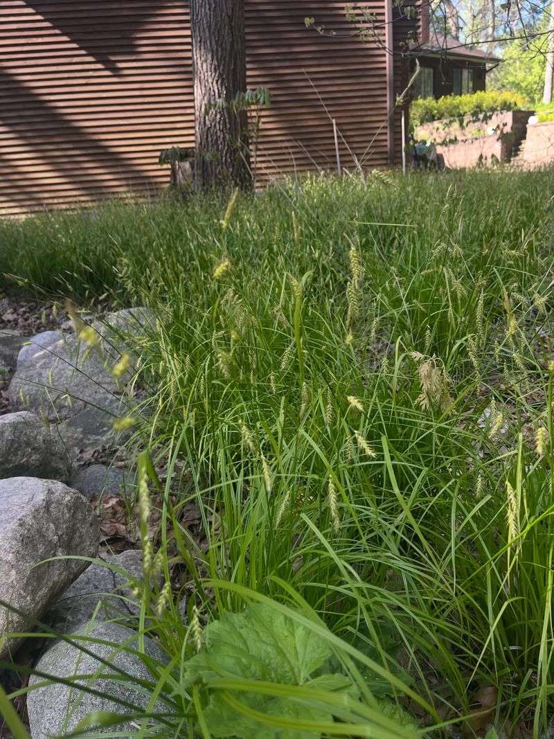 Use Pennsylvania Sedge Under Trees Use Pennsylvania Sedge Under Trees
