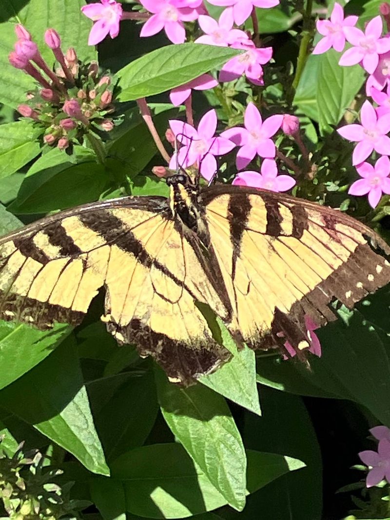 Use Pentas For Steady Visits