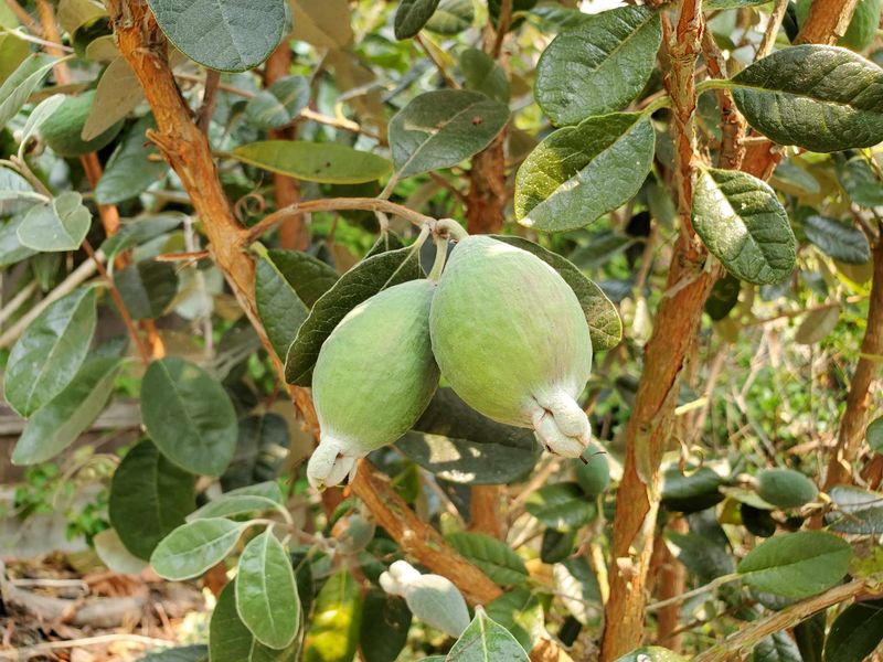 Use Pineapple Guava For A Front Yard Shrub With Edible Blooms