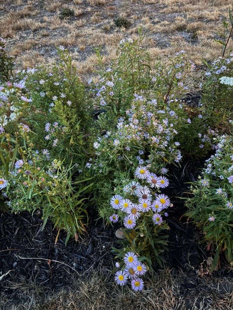 Use Pollinator Plants Near Walkways Use Pollinator Plants Near Walkways
