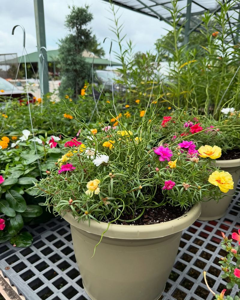 Use Portulaca For Sunny Pots That Sizzle