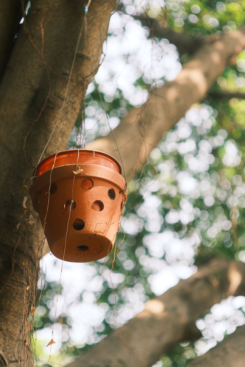 Use Pots With Large Drainage Holes