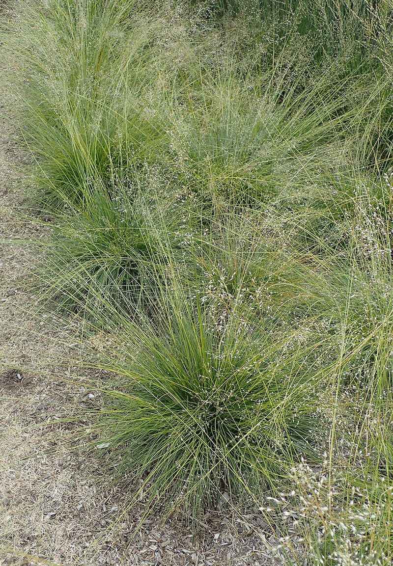 Use Prairie Dropseed For Dry-Site Staying Power