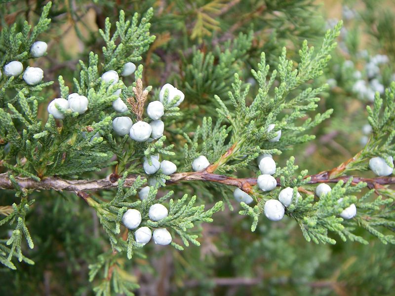 Use Prickly Evergreen Growth To Slow Browsing