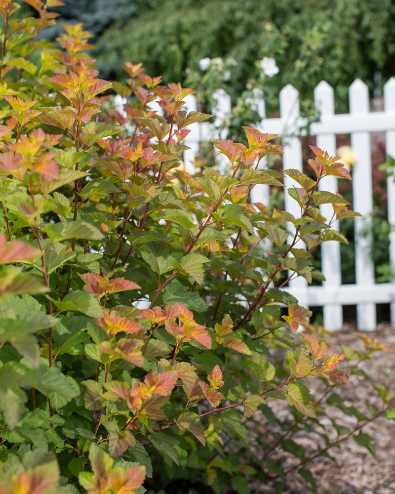 Use Pruning To Shape A Fuller Privacy Screen
