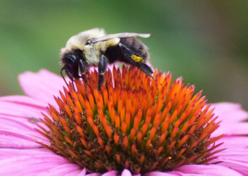 Use Purple Coneflower As A Pollinator Draw Use Purple Coneflower As A Pollinator Draw