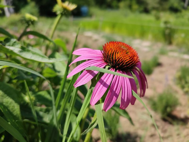 Use Purple Coneflower Where Seedlings Are Welcome