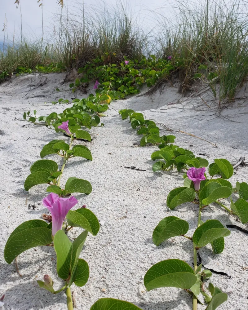 Use Railroad Vine To Cover Sandy Ground Use Railroad Vine To Cover Sandy Ground