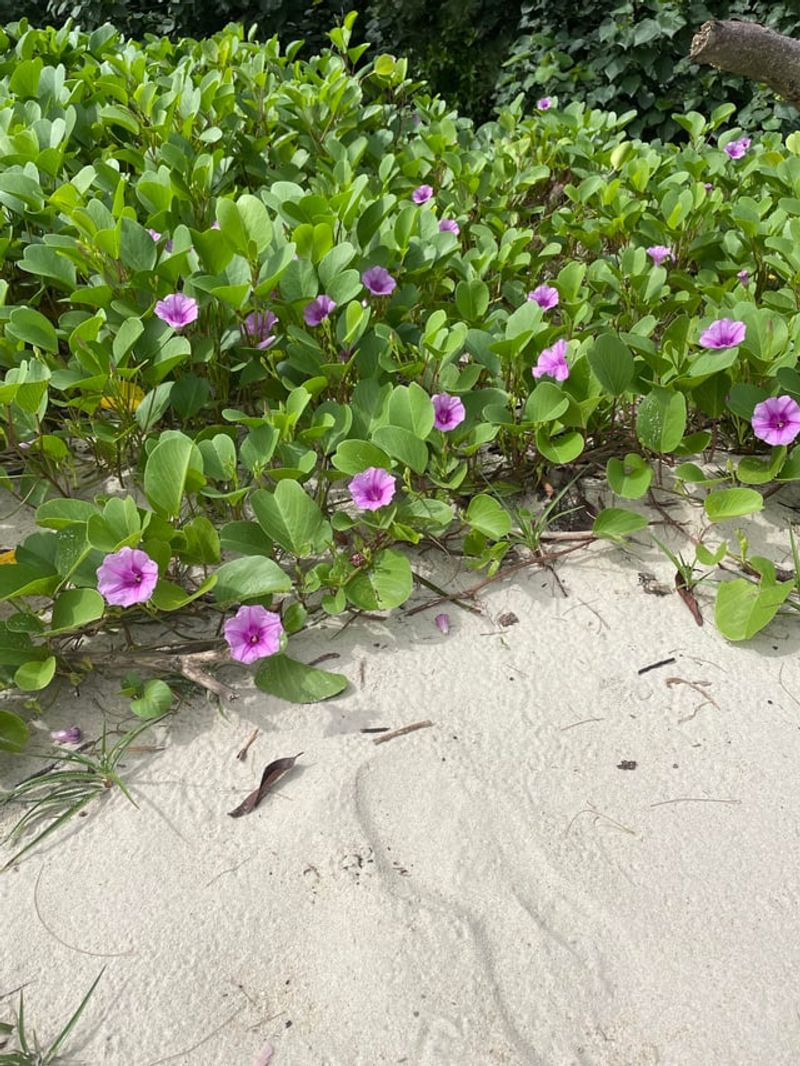 Use Railroad Vine Where Open Coastal Sand Needs Cover
