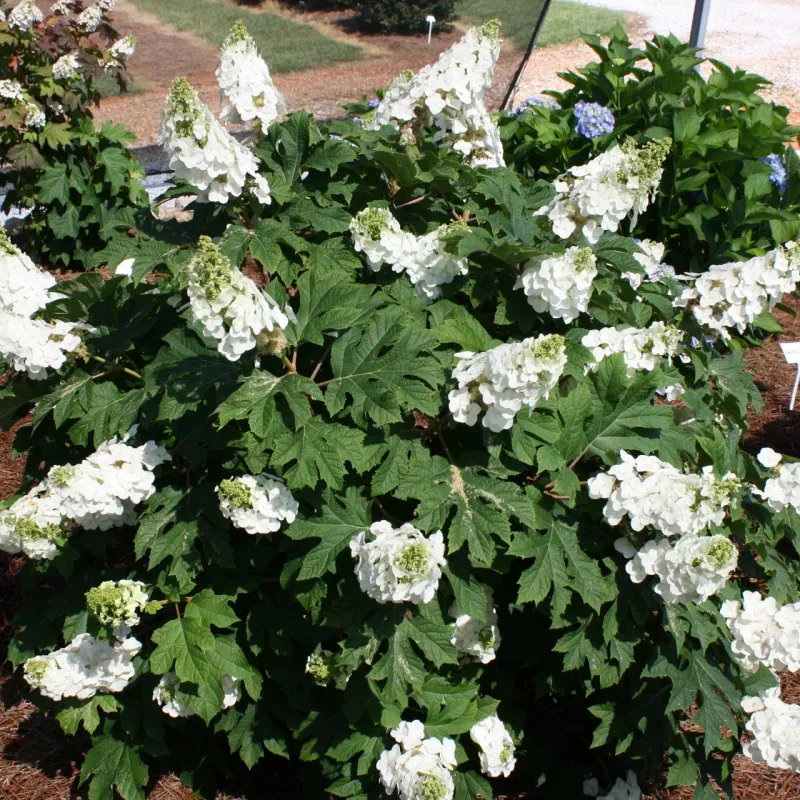 Use Rich Well Drained Soil For Stronger Growth Use Rich Well Drained Soil For Stronger Growth