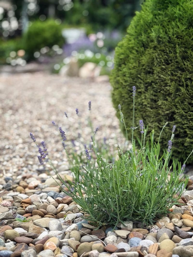 Use Rocks Around Drought-Tolerant Herbs And Perennials Use Rocks Around Drought-Tolerant Herbs And Perennials