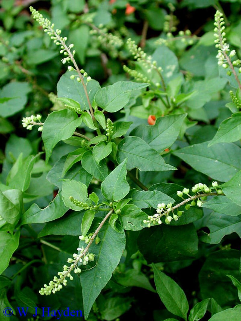 Use Rouge Plant For A Small Native Shrub With Wildlife Value