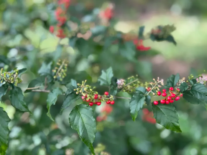 Use Rouge Plant For A Small Native Shrub With Wildlife Value Use Rouge Plant For A Small Native Shrub With Wildlife Value