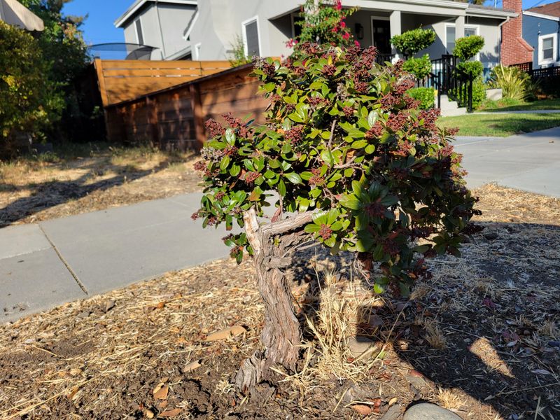 Use Rounded Shrubs Near Hard Edges To Soften Lines