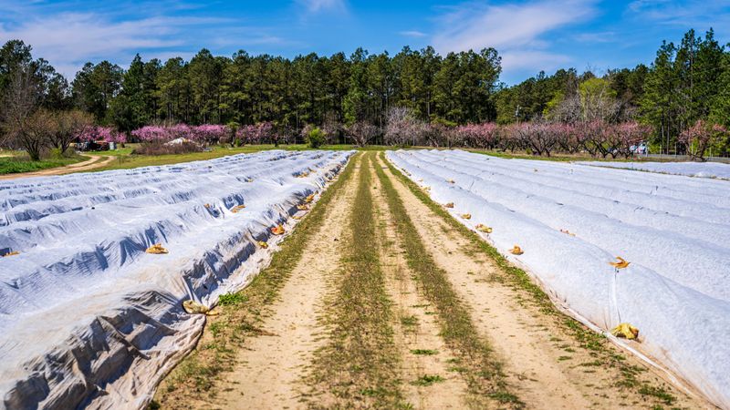 Use Row Covers During Peak Season