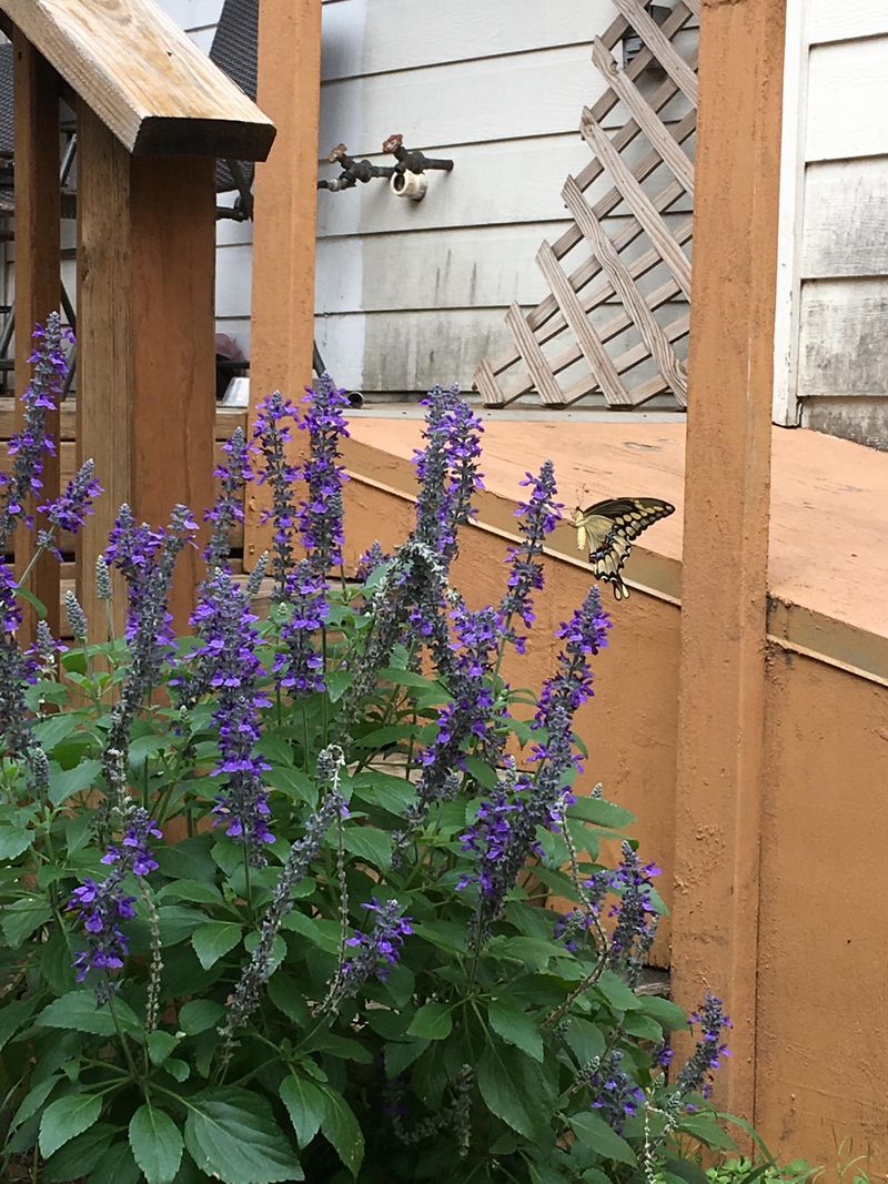 Use Salvia For Nectar Spikes