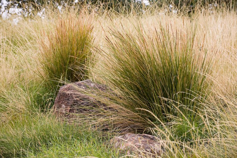 Use Sand Cordgrass Where Wet Edges Need Cover