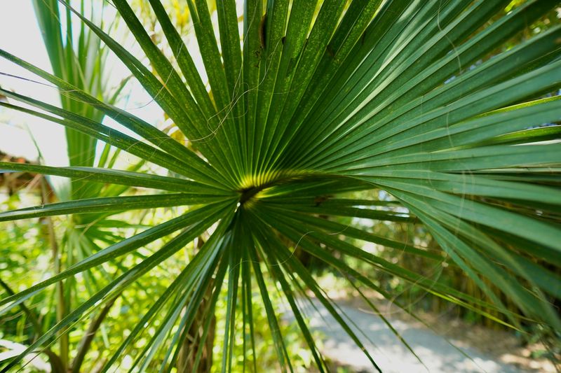 Use Saw Palmetto For Rugged Evergreen Structure