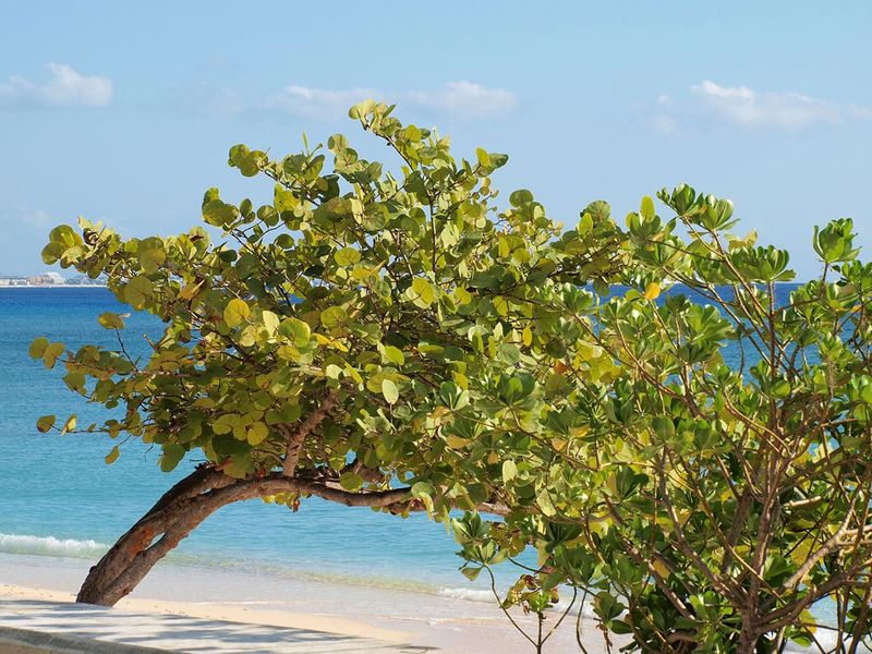 Use Sea Grape Only Where Poolside Space Is Wide