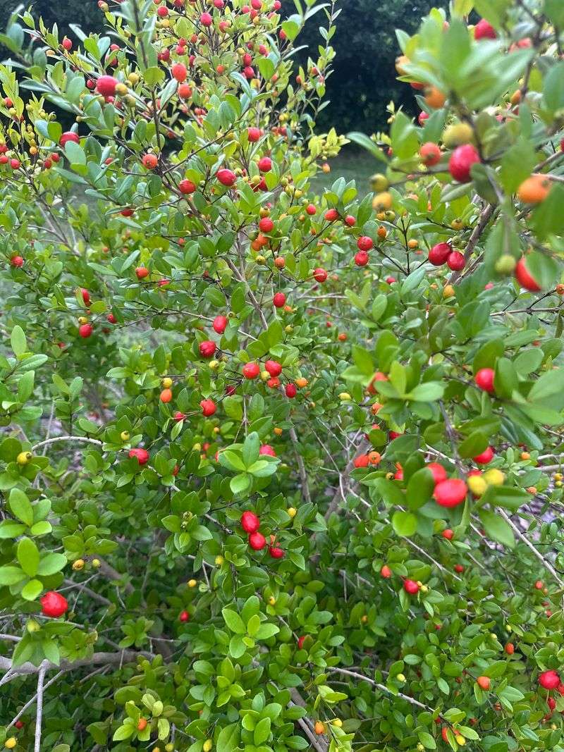 Use Simpson's Stopper For Evergreen Strength Use Simpson's Stopper For Evergreen Strength