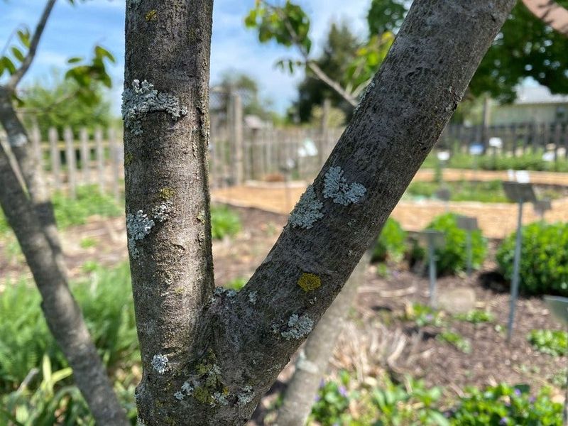 Use Smooth Gray Bark For Winter Interest Use Smooth Gray Bark For Winter Interest