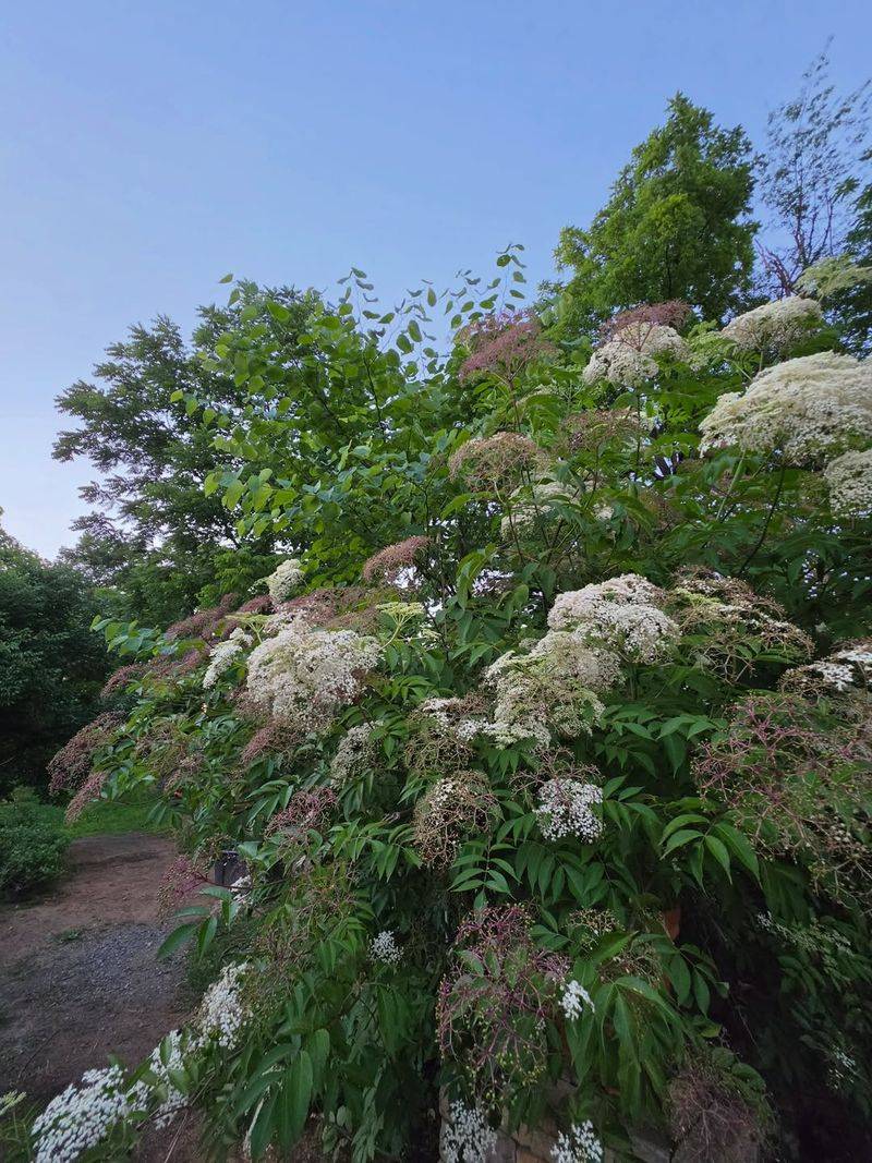 Use Spicebush For Leafy Shelter
