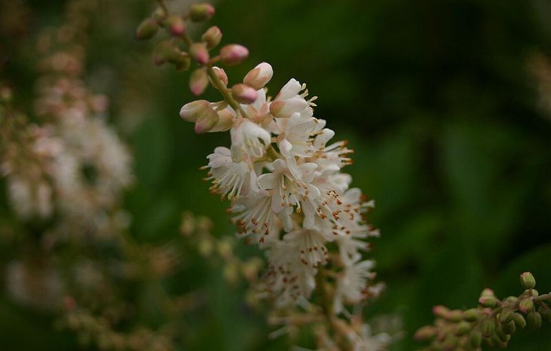 Use Summersweet For Fragrant Mid-Summer Blooms Use Summersweet For Fragrant Mid-Summer Blooms